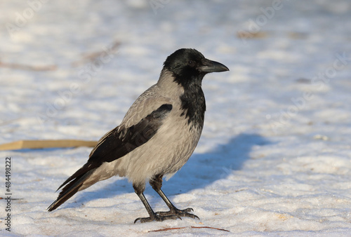 Hooded crow