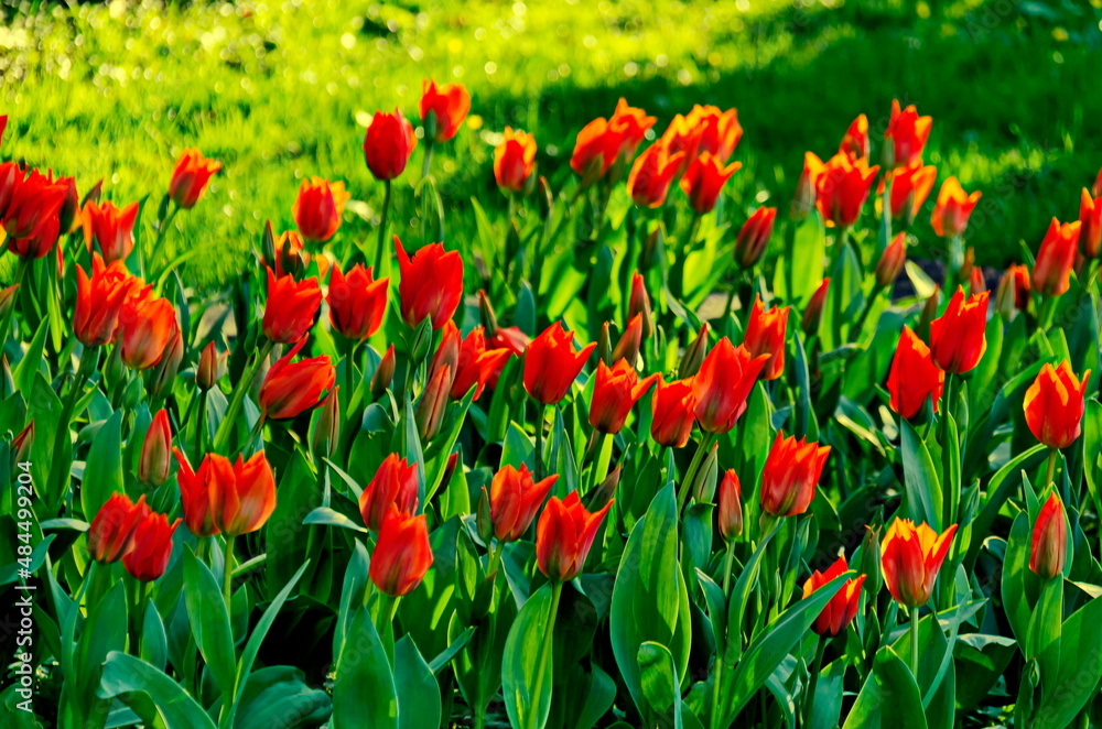 View of beautiful field with blooming red tulips, Sofia, Bulgaria View of beautiful field with blooming red tulips, Sofia, Bulgaria