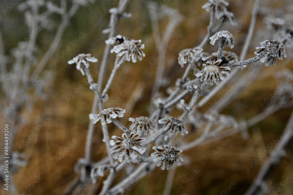 Blume mit gefrorenem Reif im Winter Blume mit gefrorenem Reif im Winter
