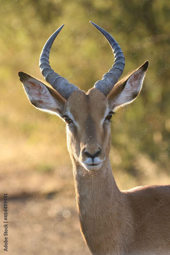 Young Impala Ram, Pilanesberg National Park Young Impala Ram, Pilanesberg National Park