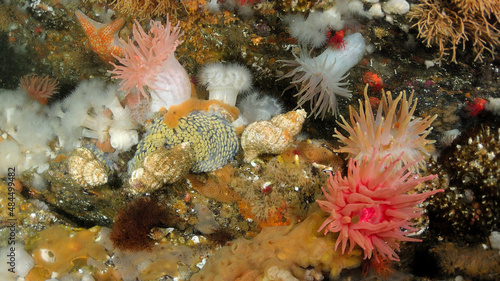 Oregon Triton  sea Snails  laying eggs  surrounded by a garden of anemones  sponges  seastars and soft coral