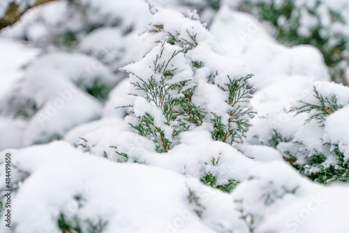 Close-up of thuja in the snow