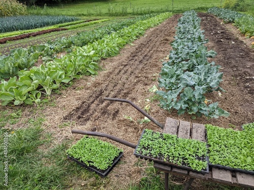 small scale vegetable market garden farm, 75cm beds, corn salad cultivation planting photo