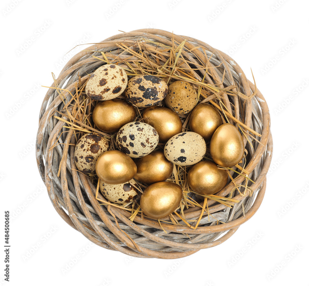 Nest with golden and ordinary quail eggs on white background, top view Nest with golden and ordinary quail eggs on white background, top view
