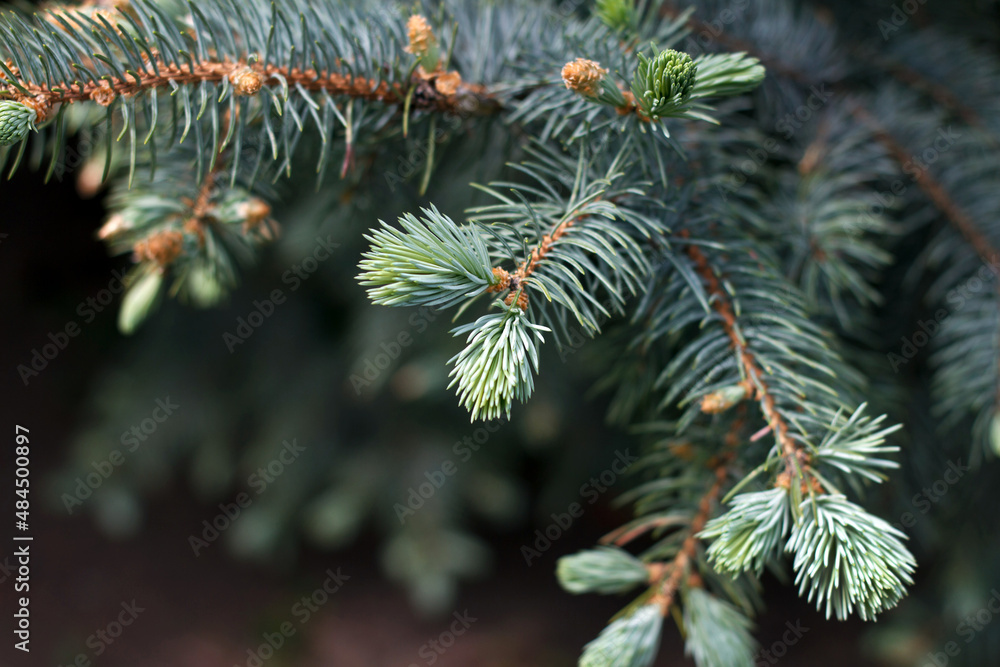 Evergreen spruce branch updated with growing new branches of bright green color