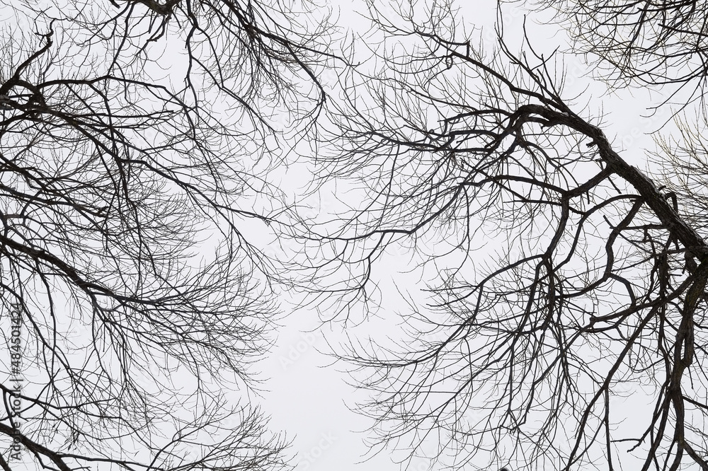 Background of winter branches of a tree with fallen leaves, taken from the bottom up. The texture of a dry winter tree branch against a gray sky. A cloudy winter day. Background of winter branches of a tree with fallen leaves, taken from the bottom up. The texture of a dry winter tree branch against a gray sky. A cloudy winter day.