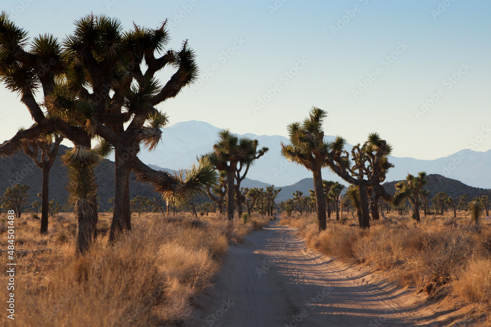Fototapeta premium Joshua Tree Road