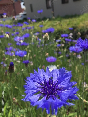Purple Larkspur Flowers in Meadow Colorado