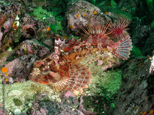 Red Irish Lord camouflaging on the sea floor