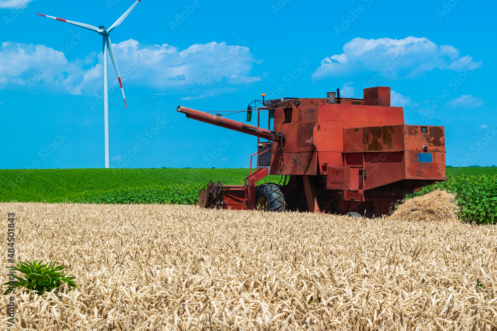 Fototapeta premium Harvester harvests ripe wheat on yellow rural field on a summer sunny day. Landscape of an endless agricultural field, blue sky and windmills or wind turbines.