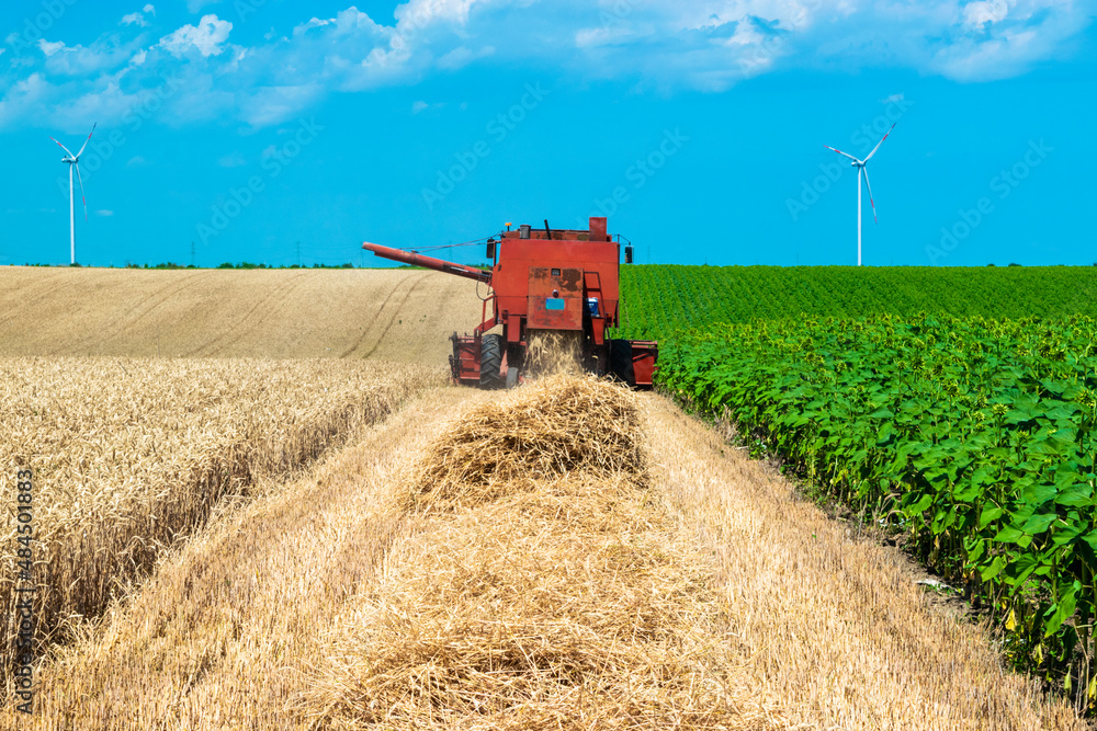 Obraz premium Harvester harvests ripe wheat on yellow rural field on a summer sunny day. Landscape of an endless agricultural field, blue sky and windmills or wind turbines.