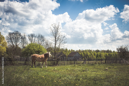 Wiejski krajobraz z koniem