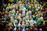 Kolorowe kaktusy