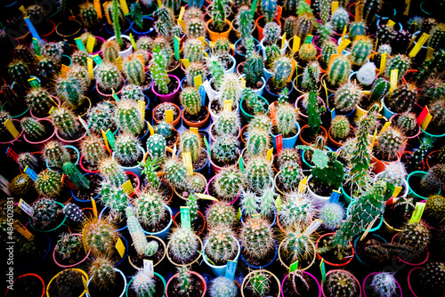 Kolorowe kaktusy photo