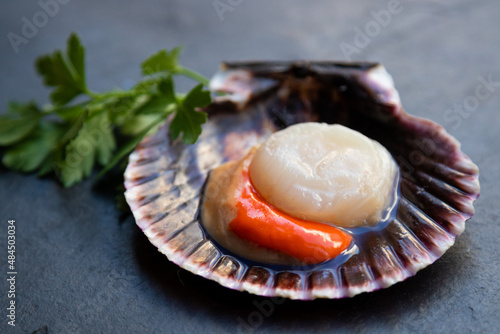 raw natural scallop in its shell