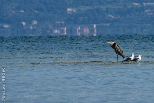 Henron on Lake Garda water edge © Nikokvfrmoto