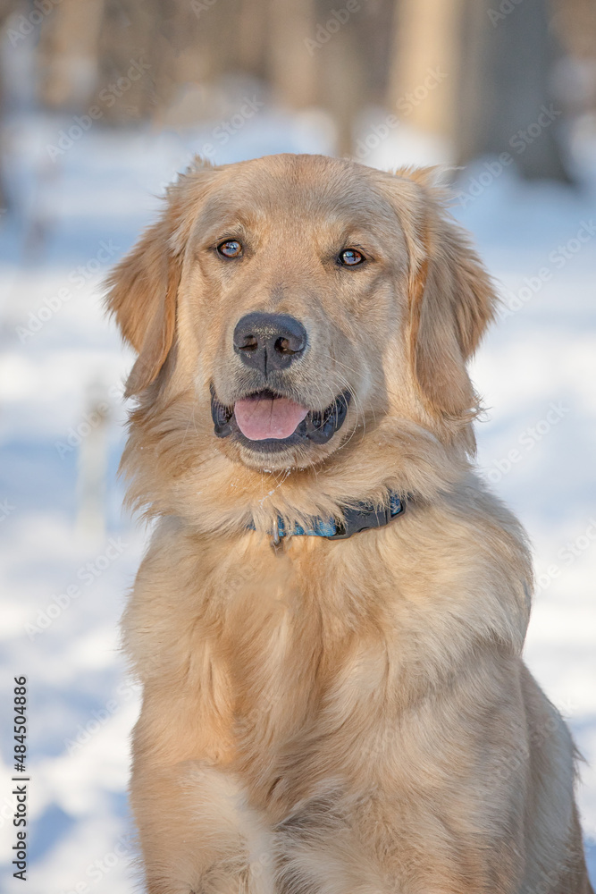 Winter portrait of young gorgeous domestic golden retriever dog in a snow covered forest with golden light