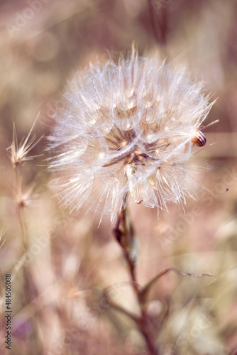Flower with dandelion seeds close-up on a beige background