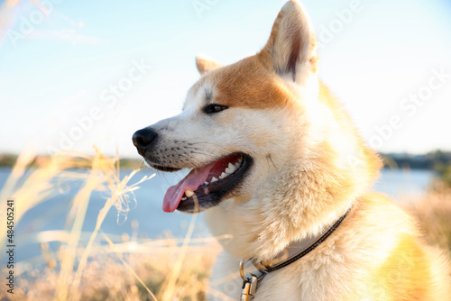 Cute Akita Inu dog on walk outdoors  closeup