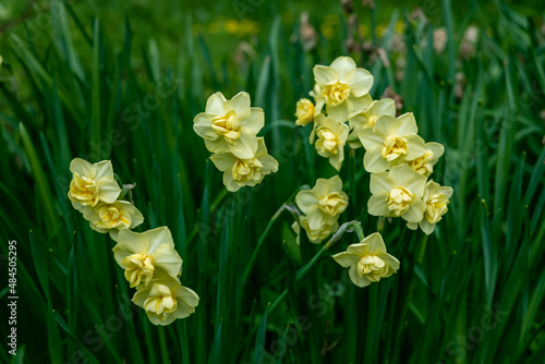 Narcissus poeticus yellow Cheerfulness blossoms in the garden in spring. 