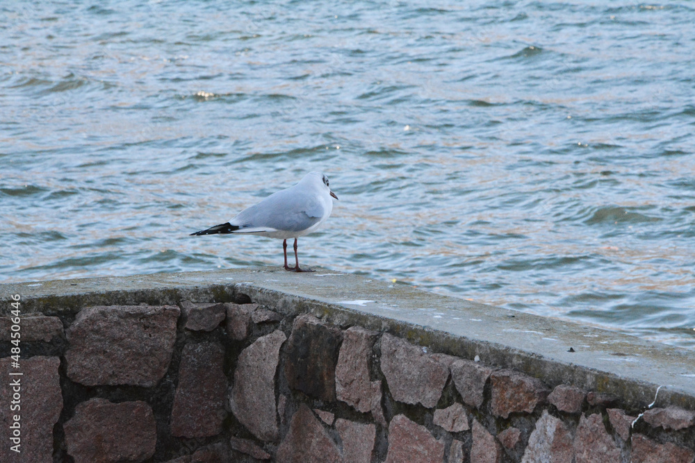 Un gabbiano sulle rive di uno specchio d'acqua. Un gabbiano sulle rive di uno specchio d'acqua.