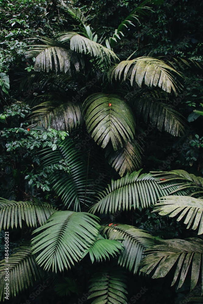 fern in the forest fern in the forest