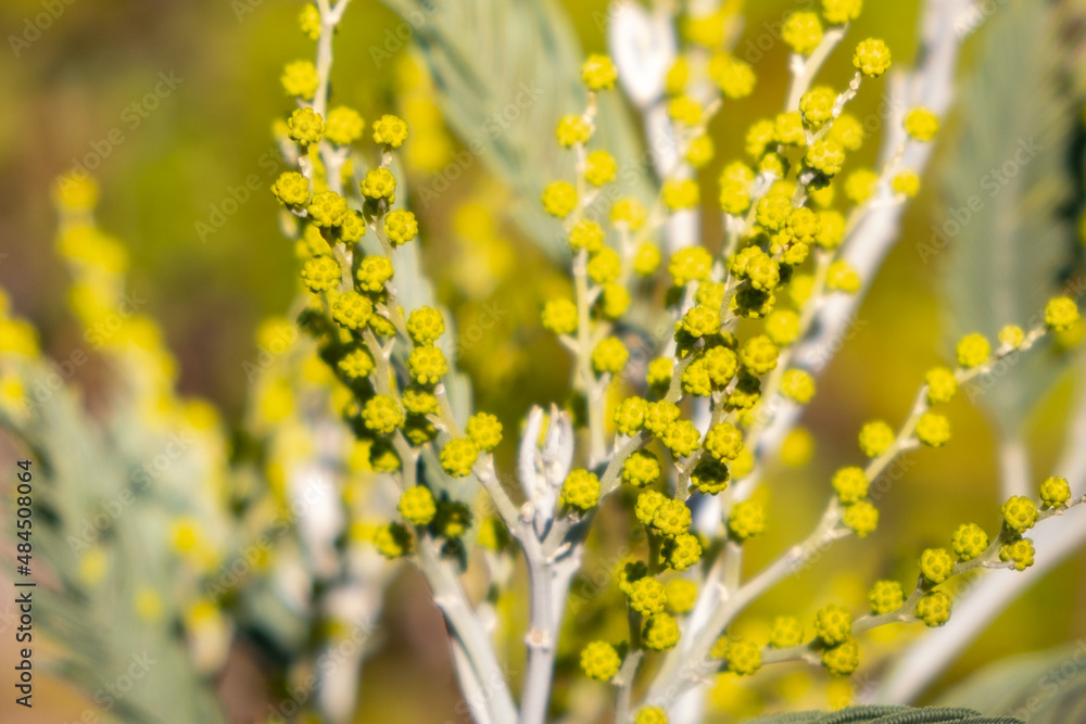 Obraz premium Mimosa