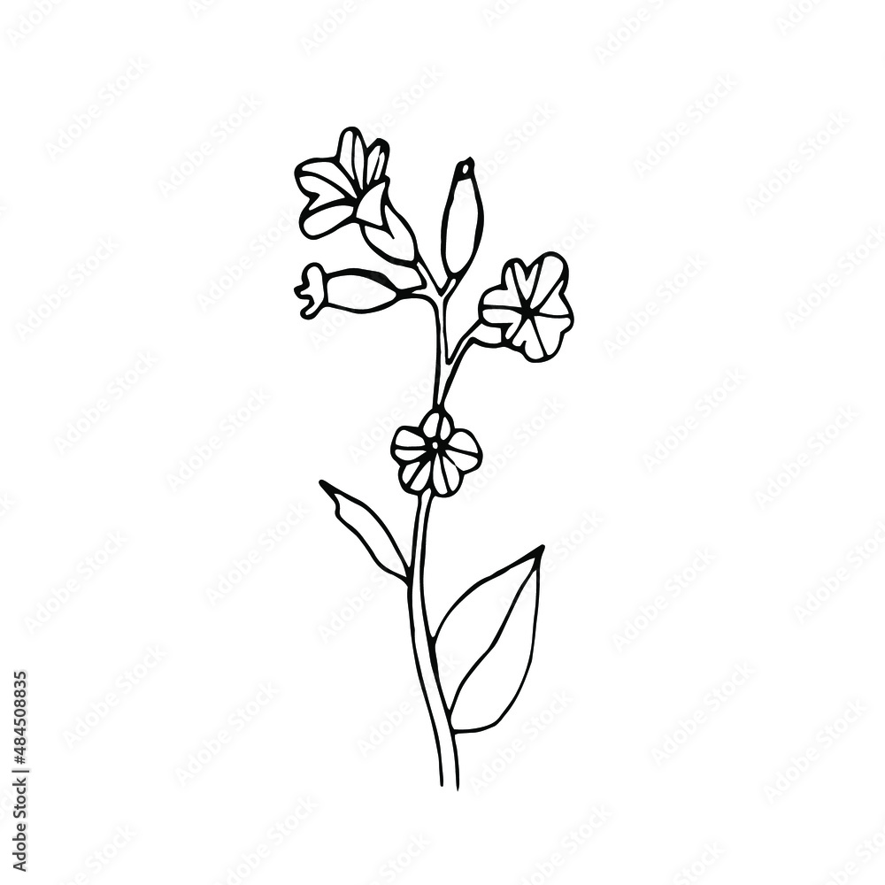 Single element flower in doodle style.  Hand drawn vector illustration.
