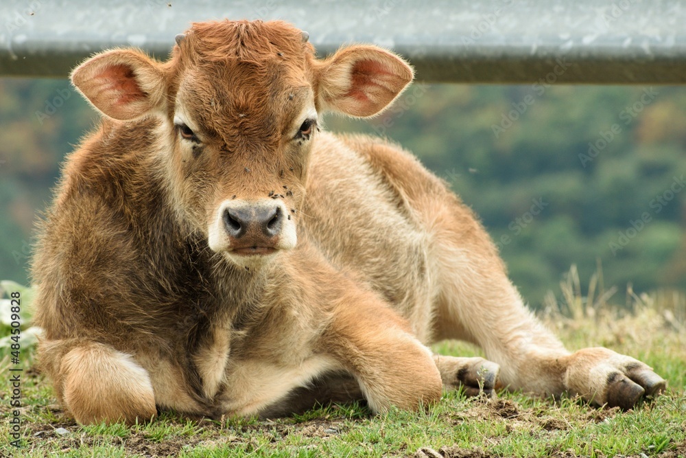 Fototapeta premium Photo