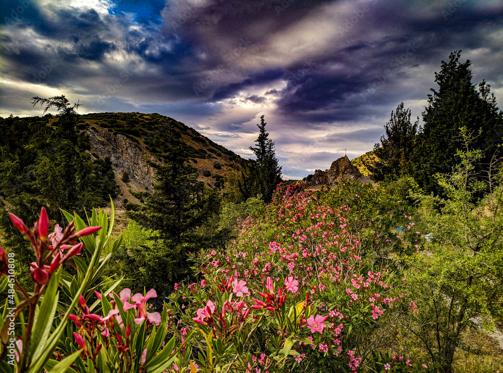 Fototapeta premium flowers in the mountains