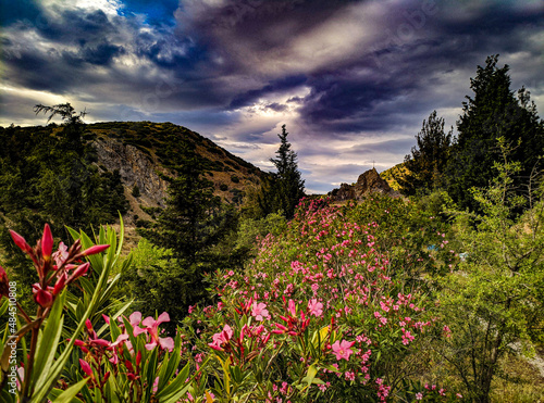 Fototapeta Naklejka Na Ścianę i Meble -  flowers in the mountains