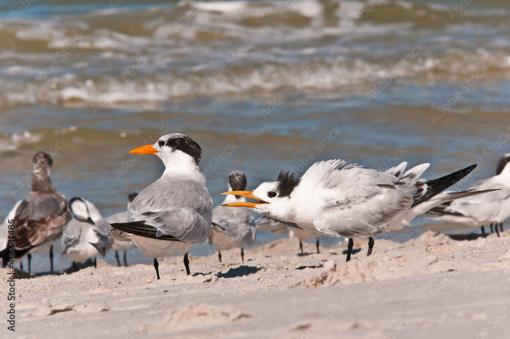 front view, close distance of royal tern squalking at another tern, on a sandy, tropical, beach, shoreline front view, close distance of royal tern squalking at another tern, on a sandy, tropical, beach, shoreline