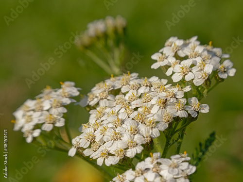 Screen of white common yarrow flowers - Achillea millefolium photo