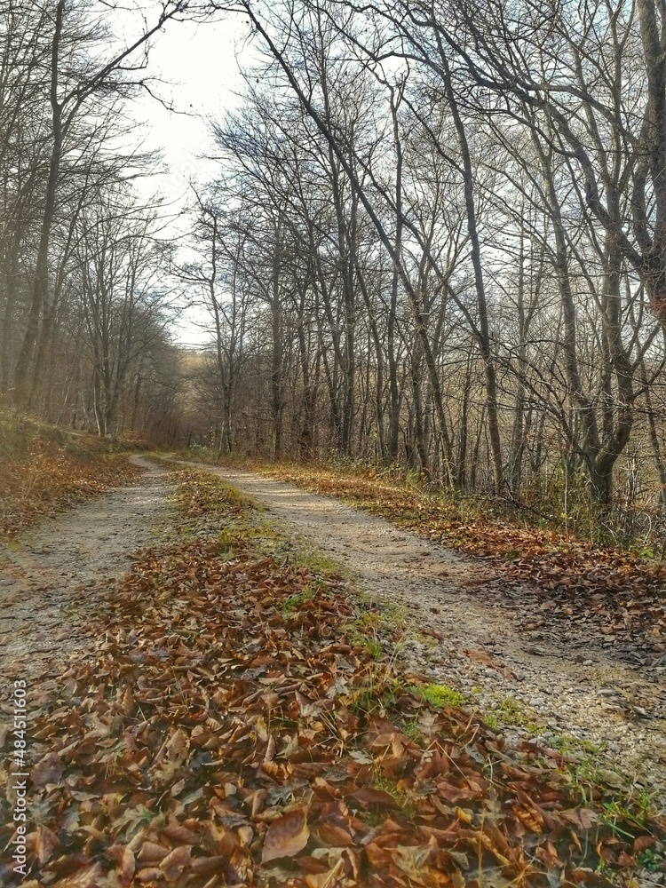 Fototapeta premium sdr