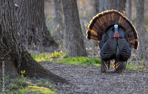Photography Close up shot of Domestic Turkey bird in the woodland