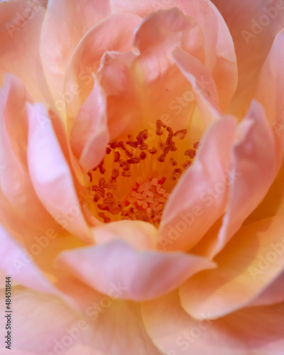 Close up shot of California rose flower