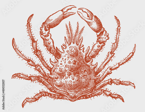 Spider crab maja squinado in top view, after vintage engraving
