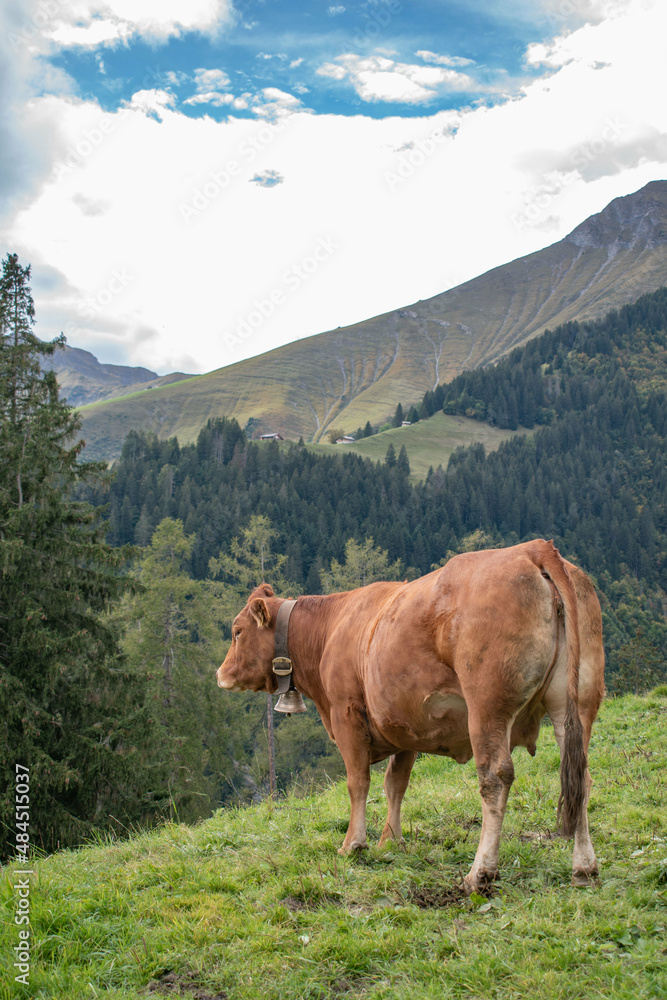 Beautiful swiss cows. Alpine meadows. farm