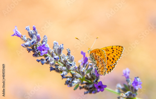 Canvas Print lavender and butterfly