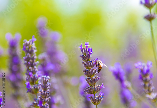 honeybee and lavender