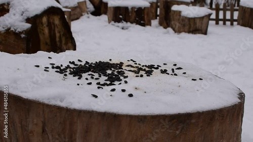 Wallpaper Mural Small forest birds peck seeds scattered on a tree stump in a winter forest Torontodigital.ca