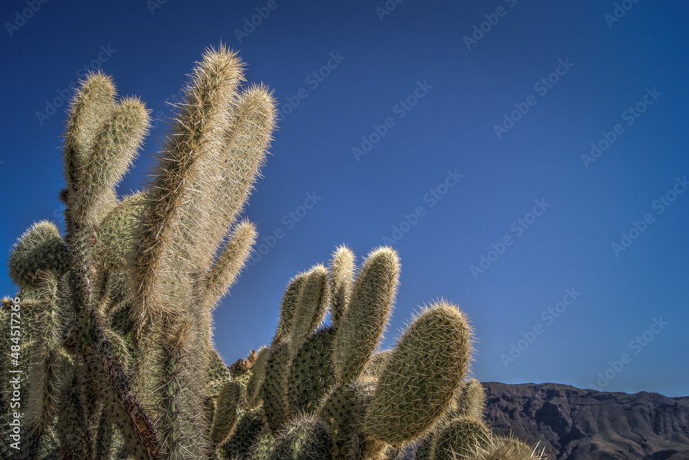 Cactuses in the sun Cactuses in the sun