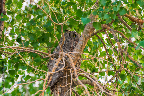 Great Horned Owl  Wyoming USA