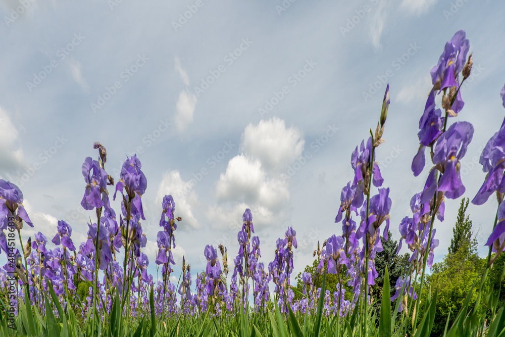 Naklejka premium Wild lilies in the field on a sunny day with some clouds