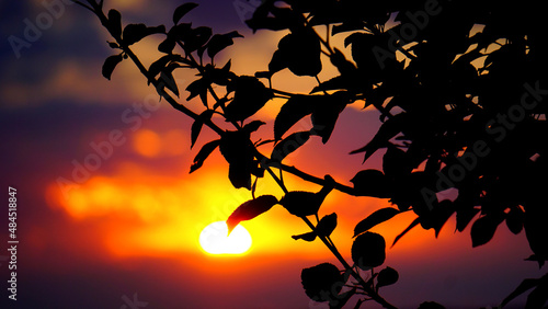 tree in the sunset