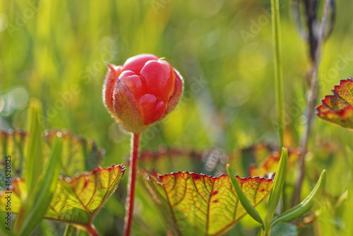 A closeup of Cloudberry, Rubus chamaemorus in a garden photo