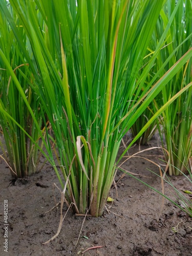 Nice view of rice plants in the afternoon  rice is the staple food of Indonesian people. This photo was taken on 04 February 2021