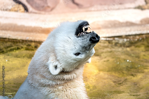 prairie dog in the snow