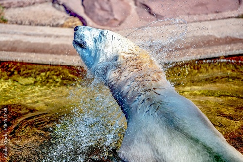 seal in water