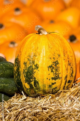 pumpkin